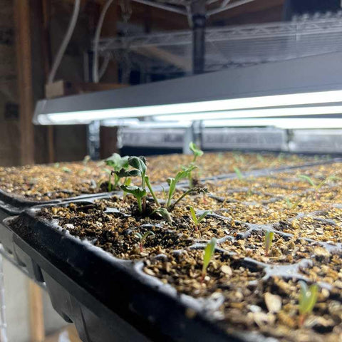 Bootstrap Farmer BPA-free recycled plastic tray for safe, durable propagation