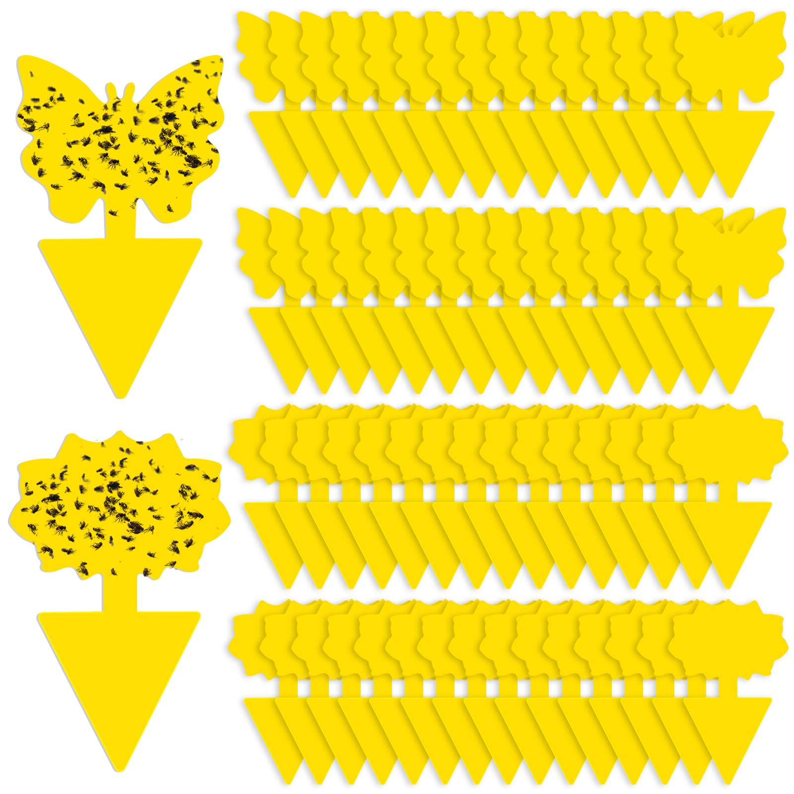 Boromine fruit fly traps in soil application for non-toxic pest control.