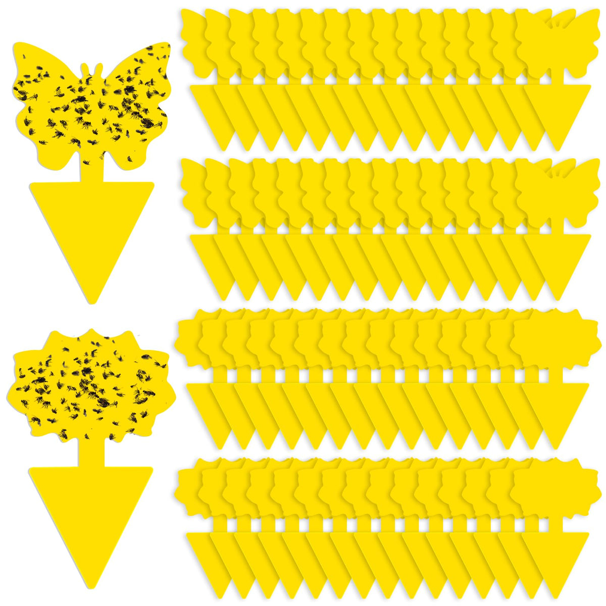 Boromine fruit fly traps in soil application for non-toxic pest control.