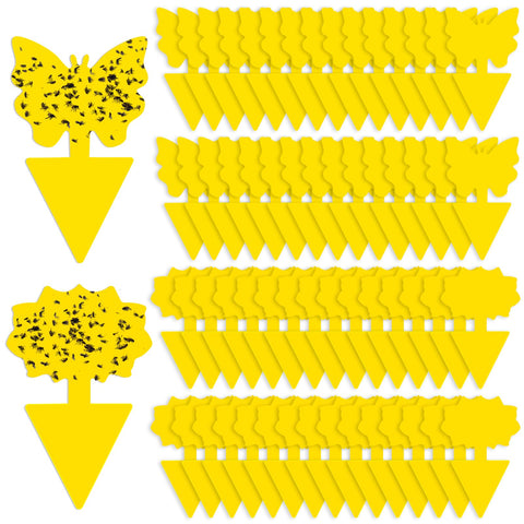 Boromine fruit fly traps in soil application for non-toxic pest control.
