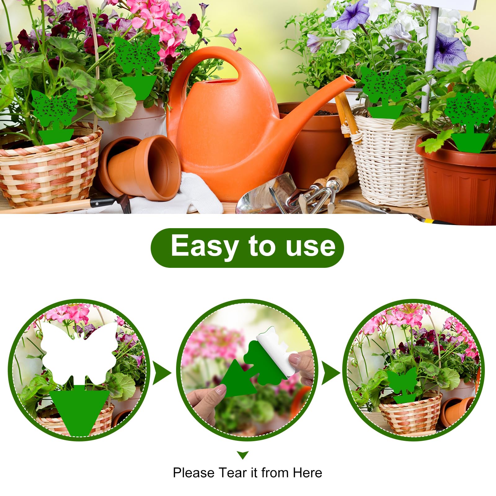 Boromine fungus gnats traps used indoors and outdoors with non-toxic adhesive