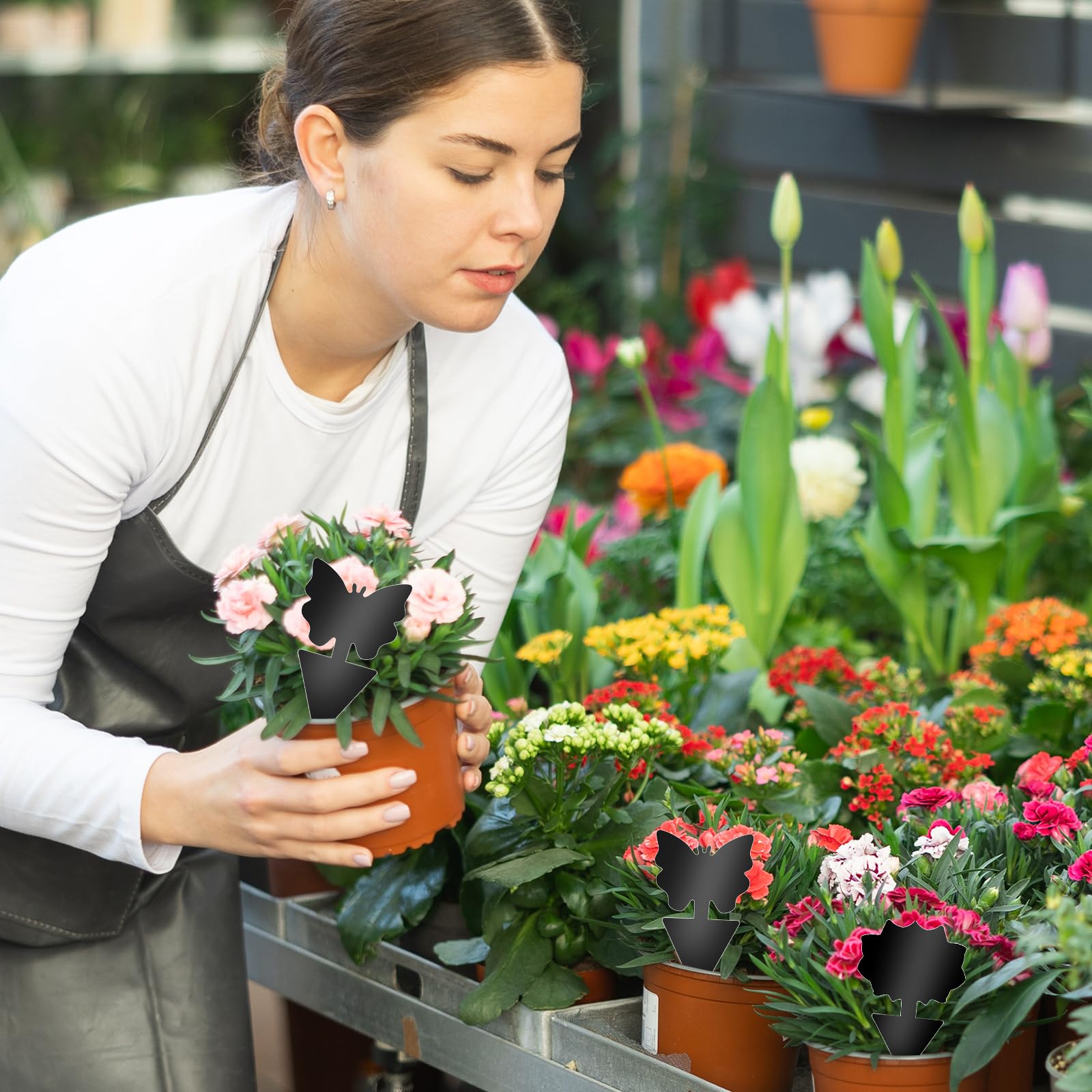 Boromine greenhouse fruit fly trap helps keep greenhouse beds pest-free