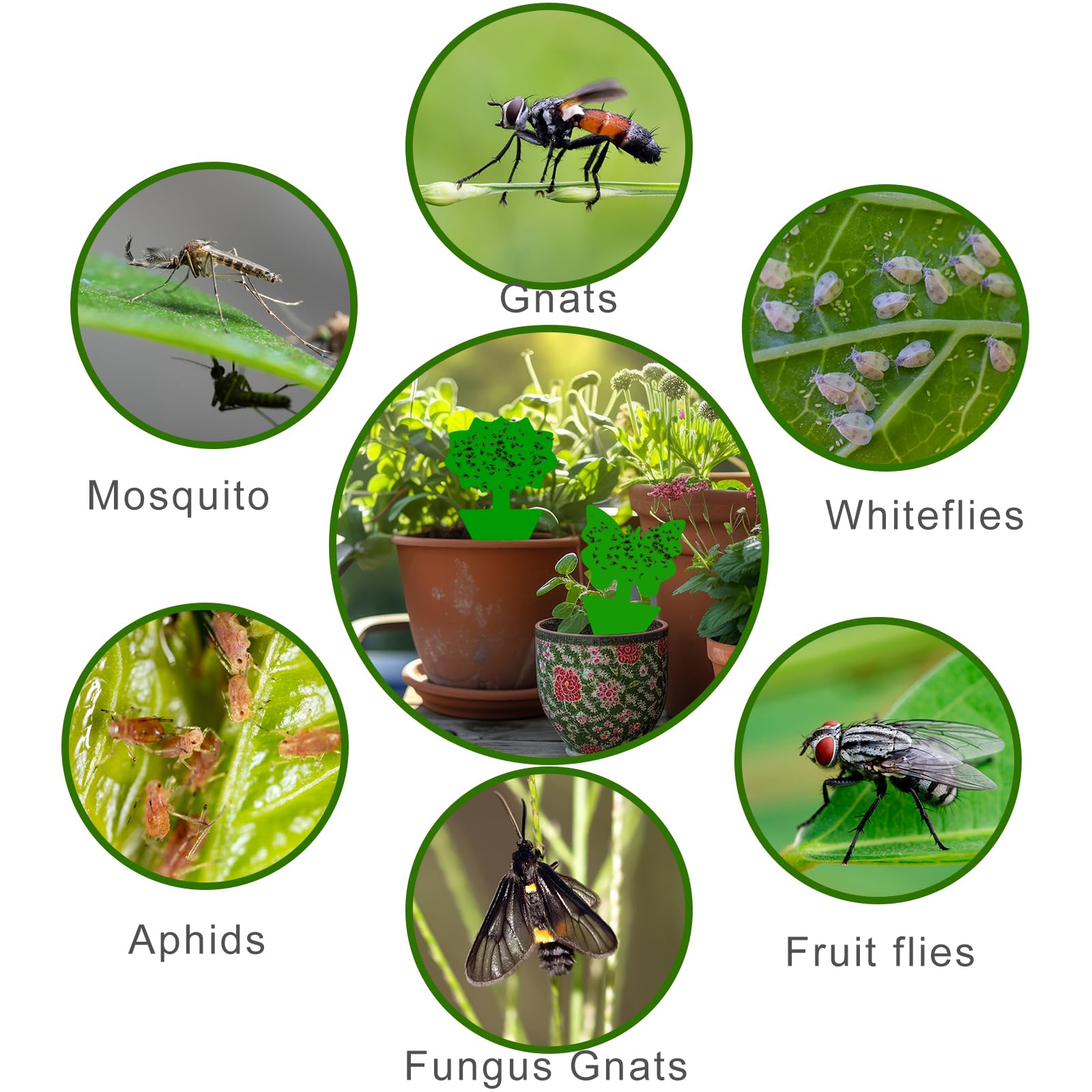 Boromine greenhouse pest traps designed for delicate seedlings and benches