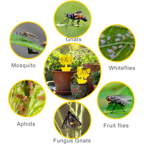 Boromine traps designed for outdoor use with UV-resistant, waterproof sticky surface.