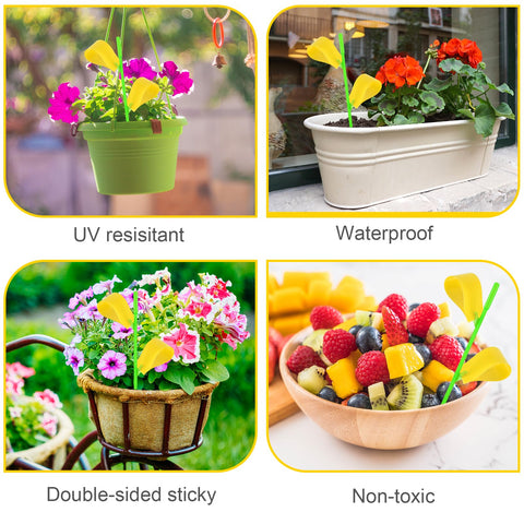 Boromine traps suitable for greenhouse, orchard, or backyard garden use.