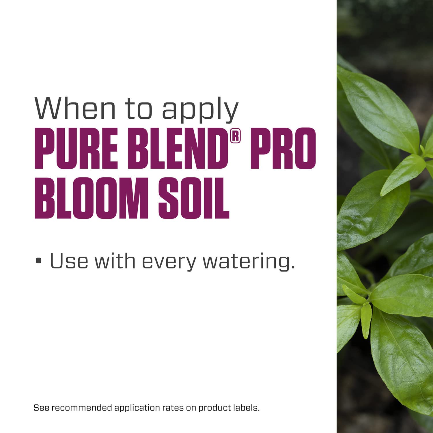 Soilless hydroponics setup using Botanicare Pure Blend Pro Bloom Soil for active blooms.