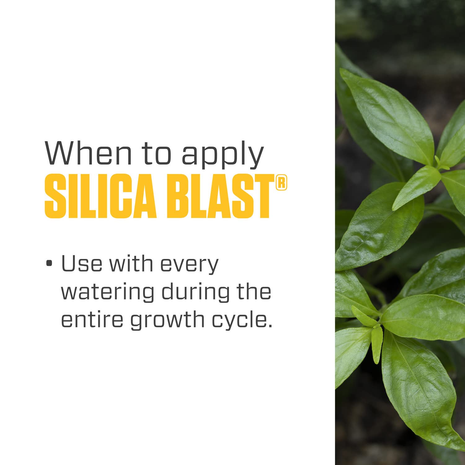 Hydroponic system setup showing clear nutrient line including Silica Blast.