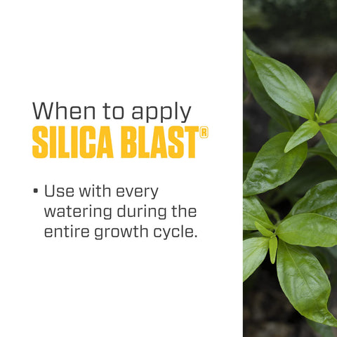 Hydroponic system setup showing clear nutrient line including Silica Blast.