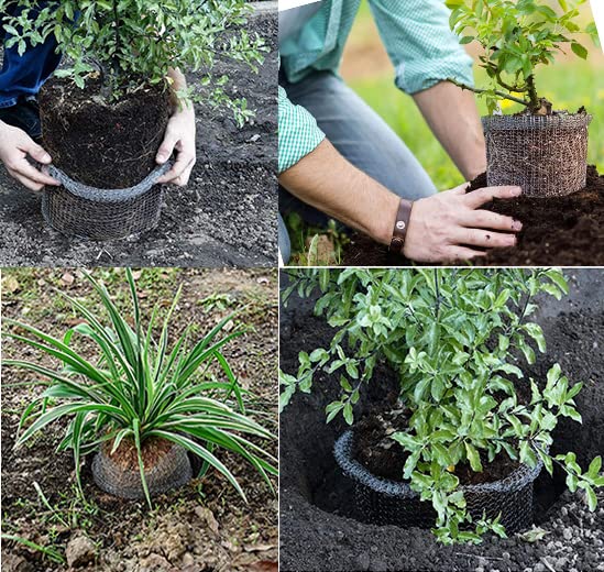 boUod basket protecting plants from rodents in the garden