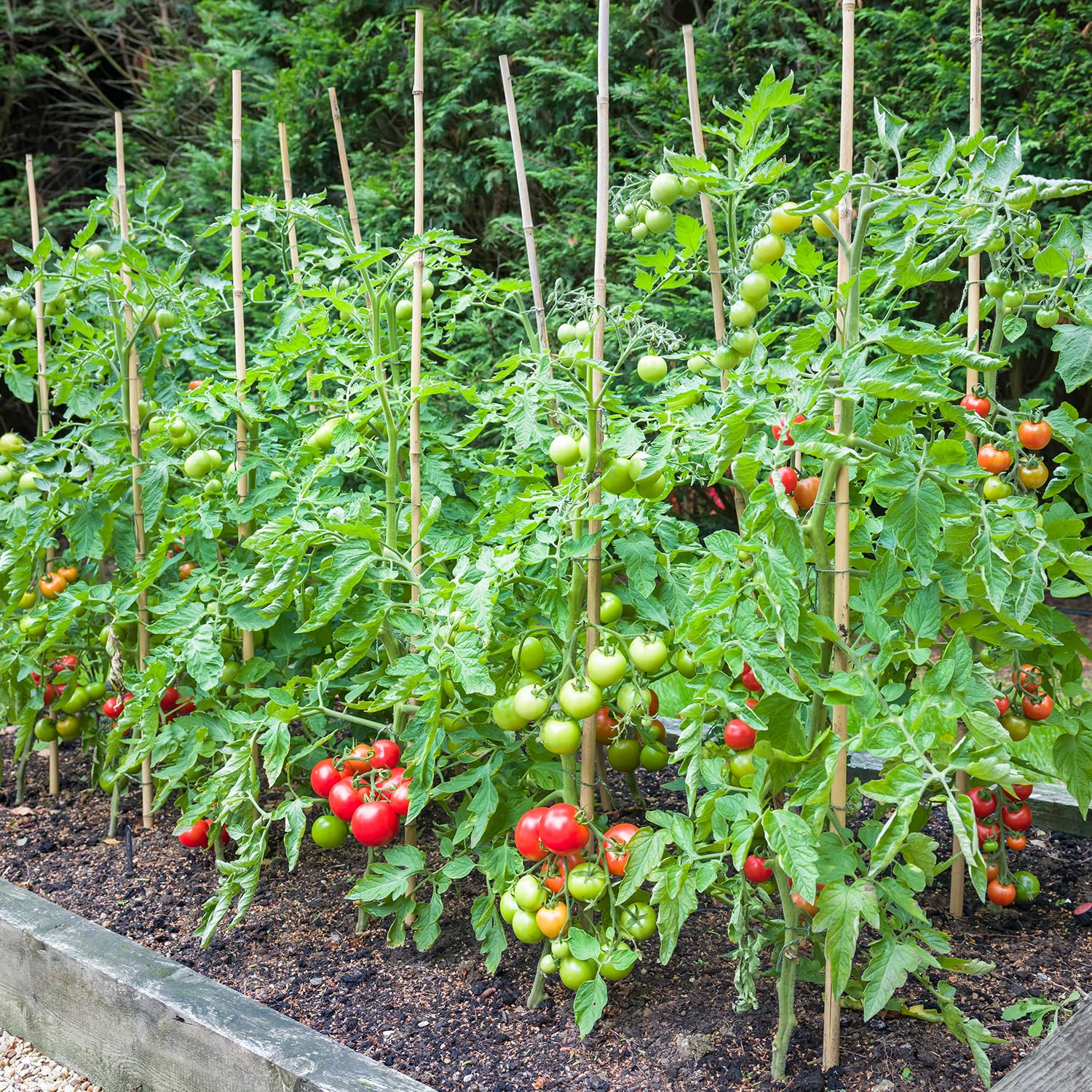 BOVITRO bamboo stakes tomato-support to keep tomato vines tidy and upright.
