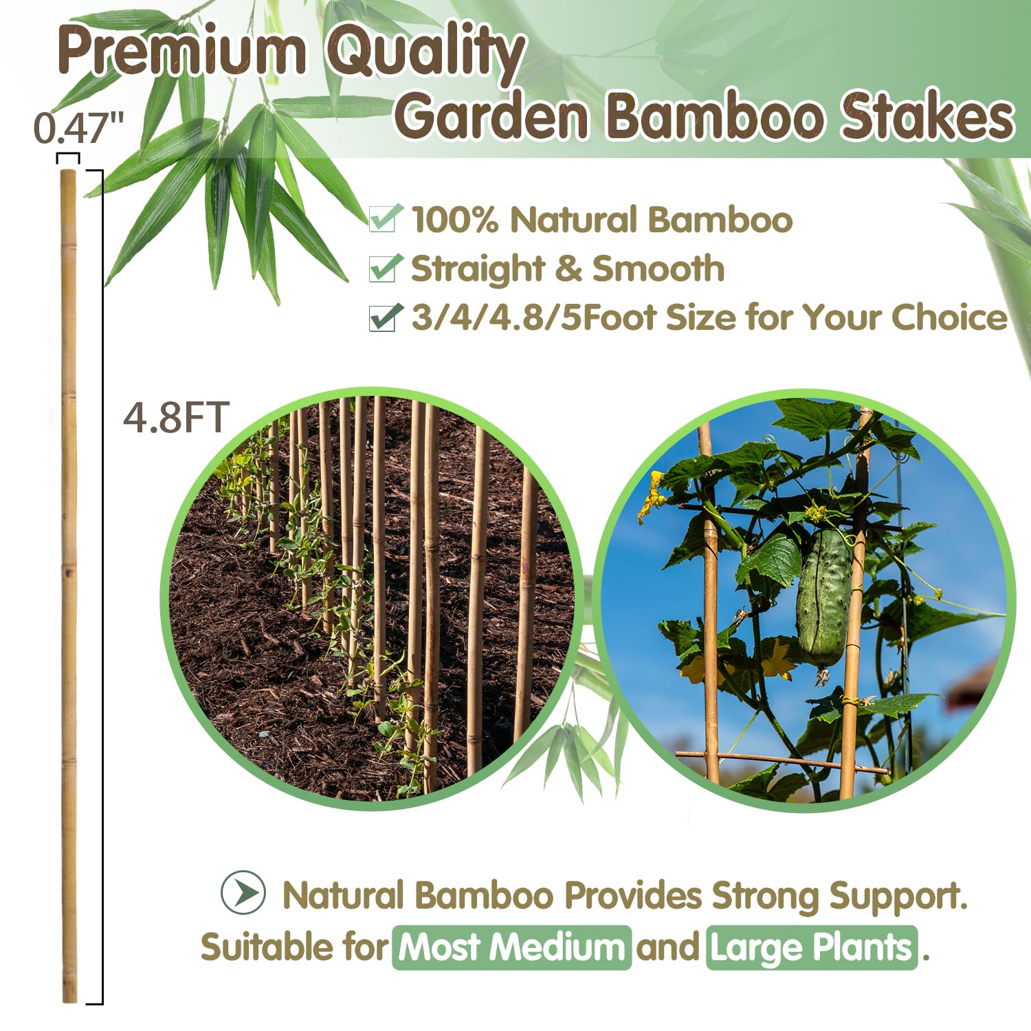 BOVITRO bamboo stakes for vegetables guide beans and cucumbers toward sunlight.