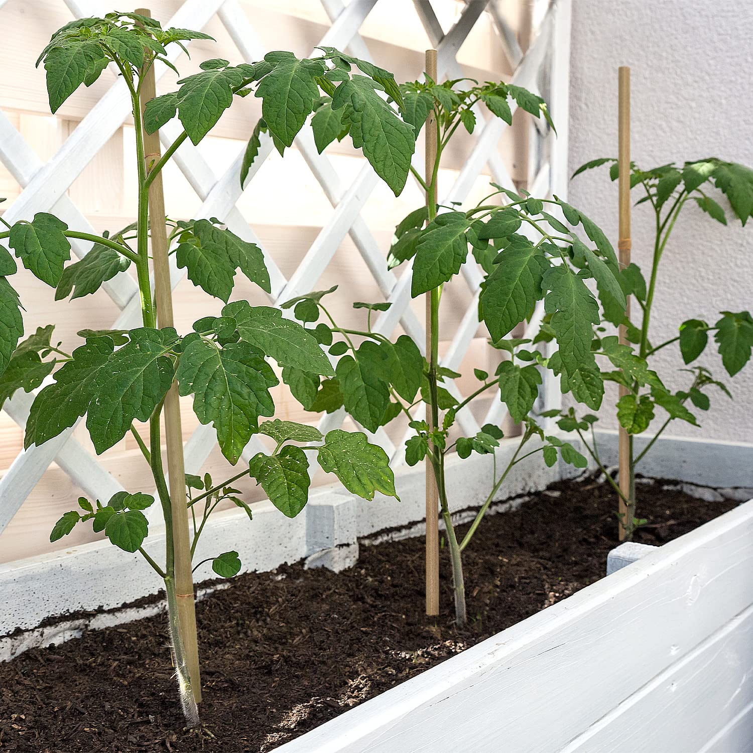 BOVITRO garden stake set with tomato support in a balcony container