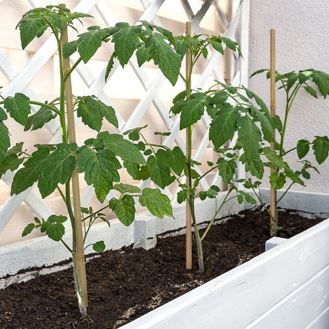 BOVITRO garden stake set with tomato support in a balcony container