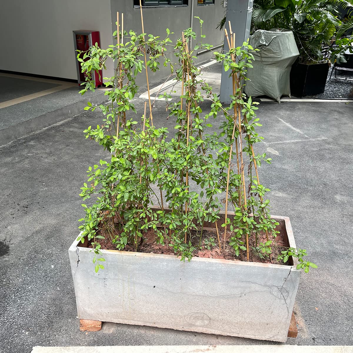 BOVITRO green ties included with bamboo stakes for secure attachment