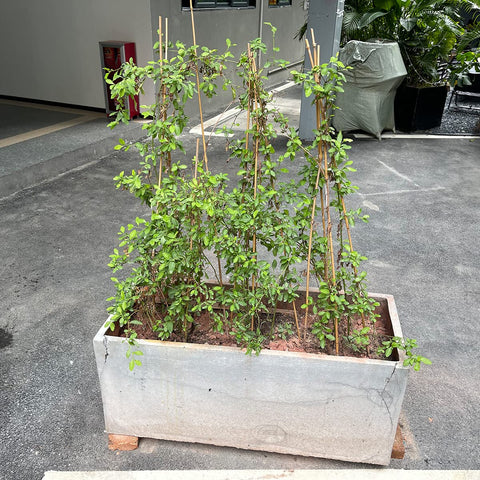 BOVITRO green ties included with bamboo stakes for secure attachment