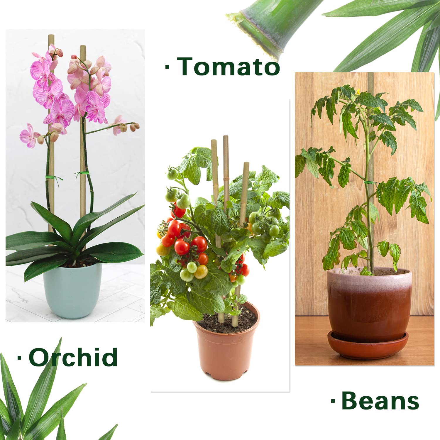 BOVITRO potted plant stake with bamboo support for compact spaces