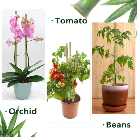 BOVITRO potted plant stake with bamboo support for compact spaces