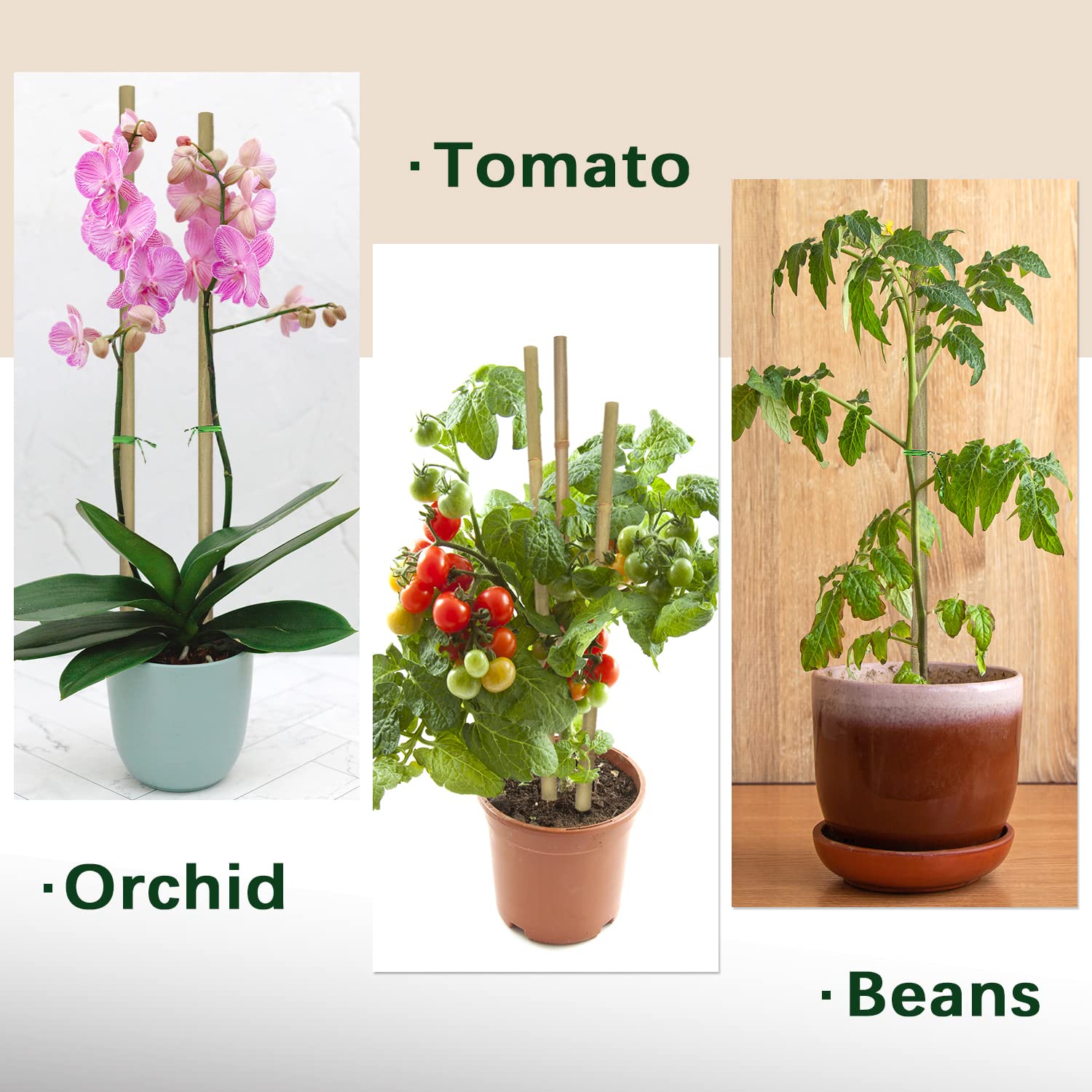 BOVITRO bamboo stake helps vegetables stay upright and tidy.