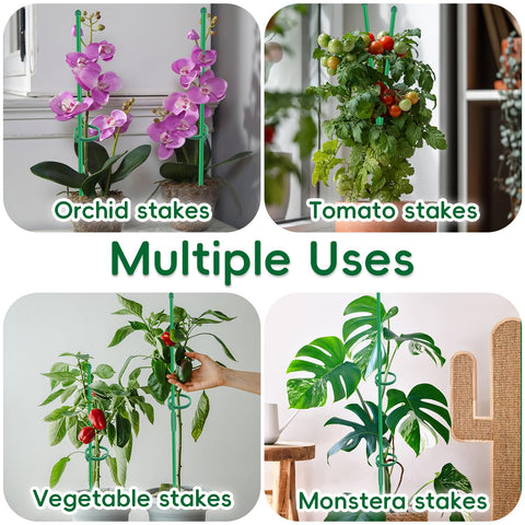 BOVITRO stake setup for orchids and tomatoes