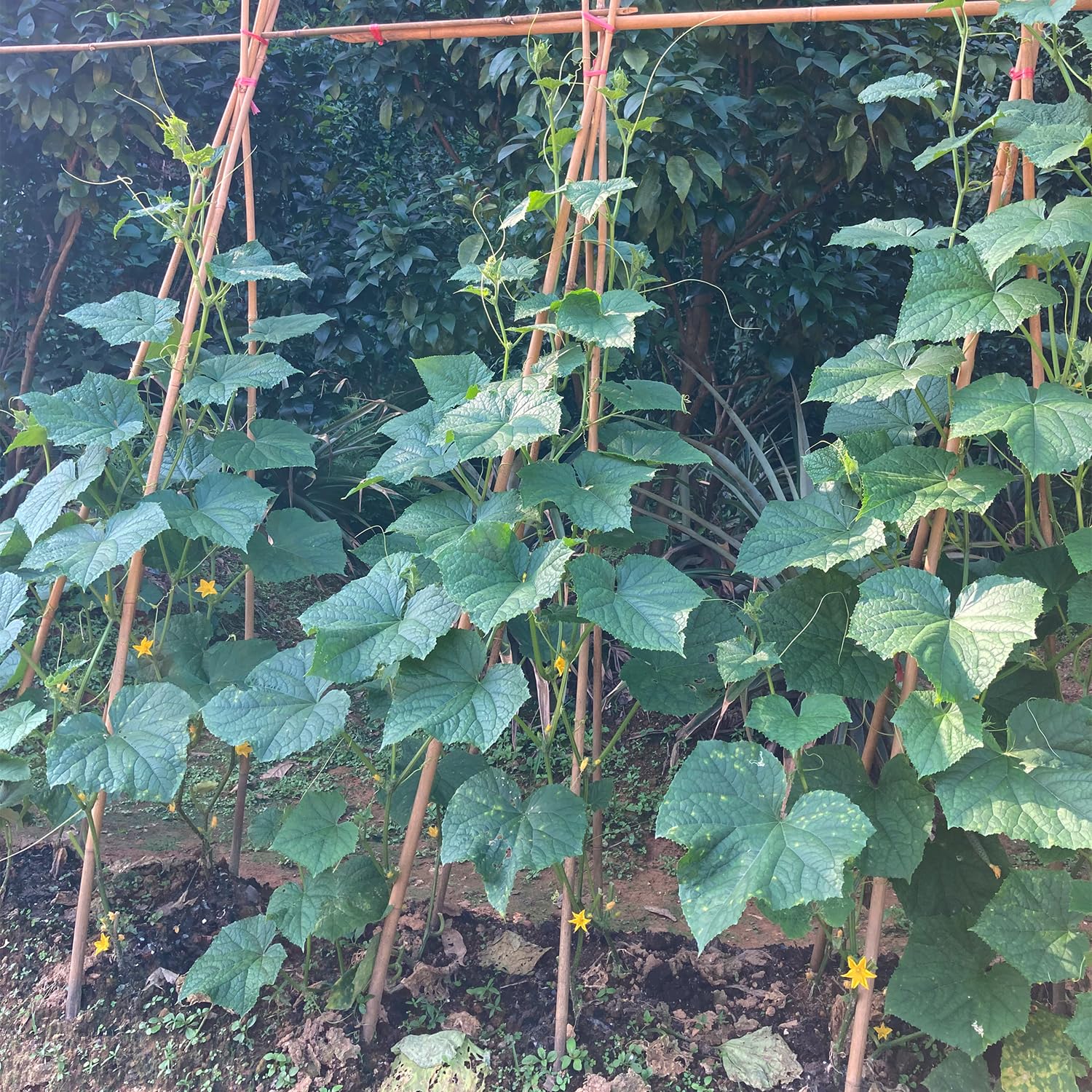 BOVITRO tomato stake support helps vines stay upright.