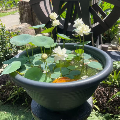 Bowl Lotus Seeds aquatic bonsai in a decorative bowl.