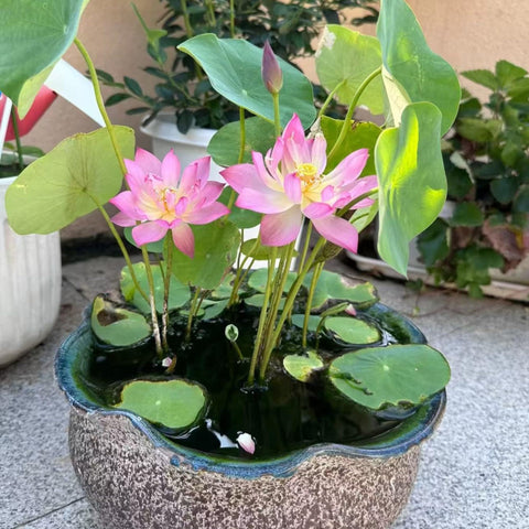 Bowl Lotus Seeds easy planting instructions for quick germination.