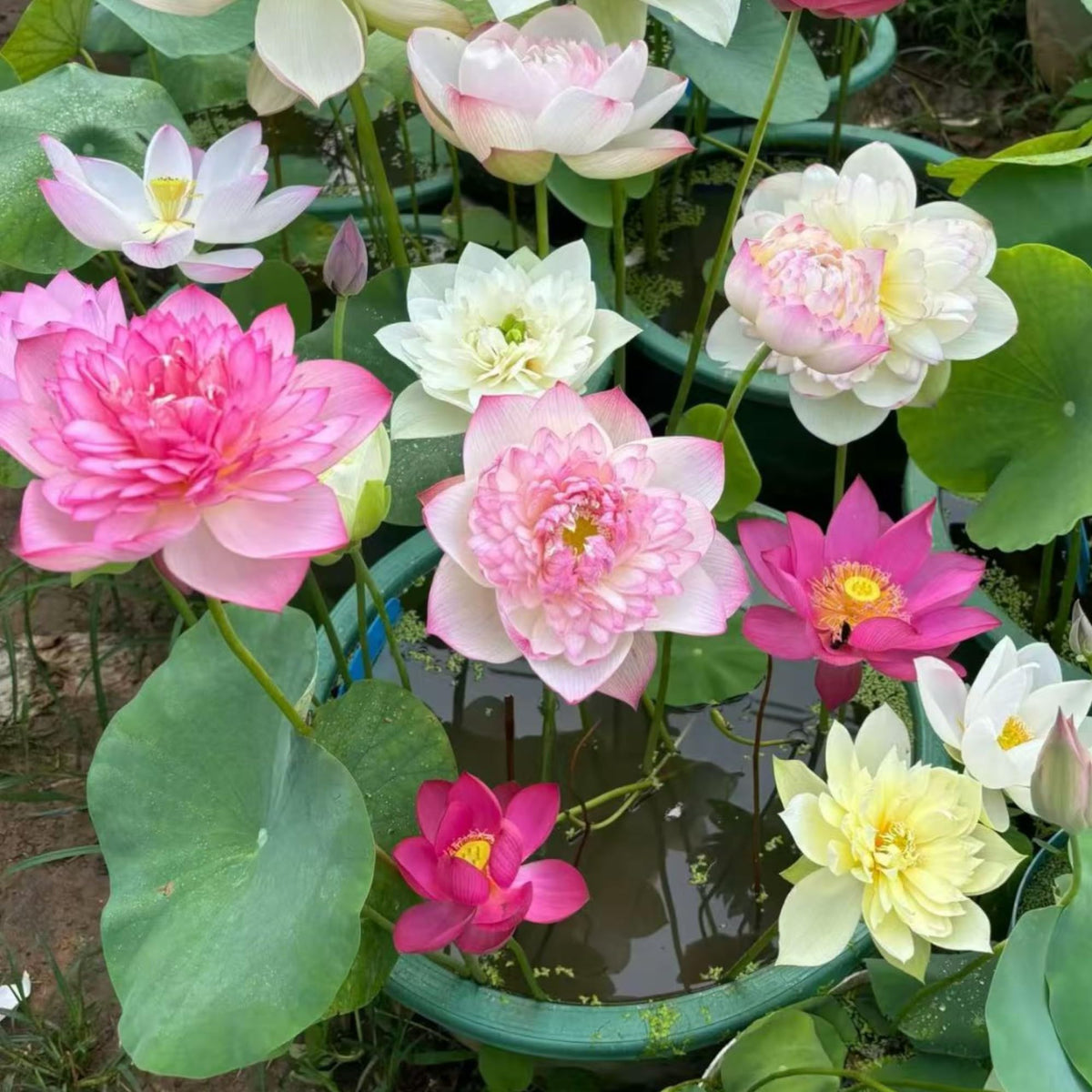 Bowl Lotus Seeds pack close-up for easy planting in home ponds.