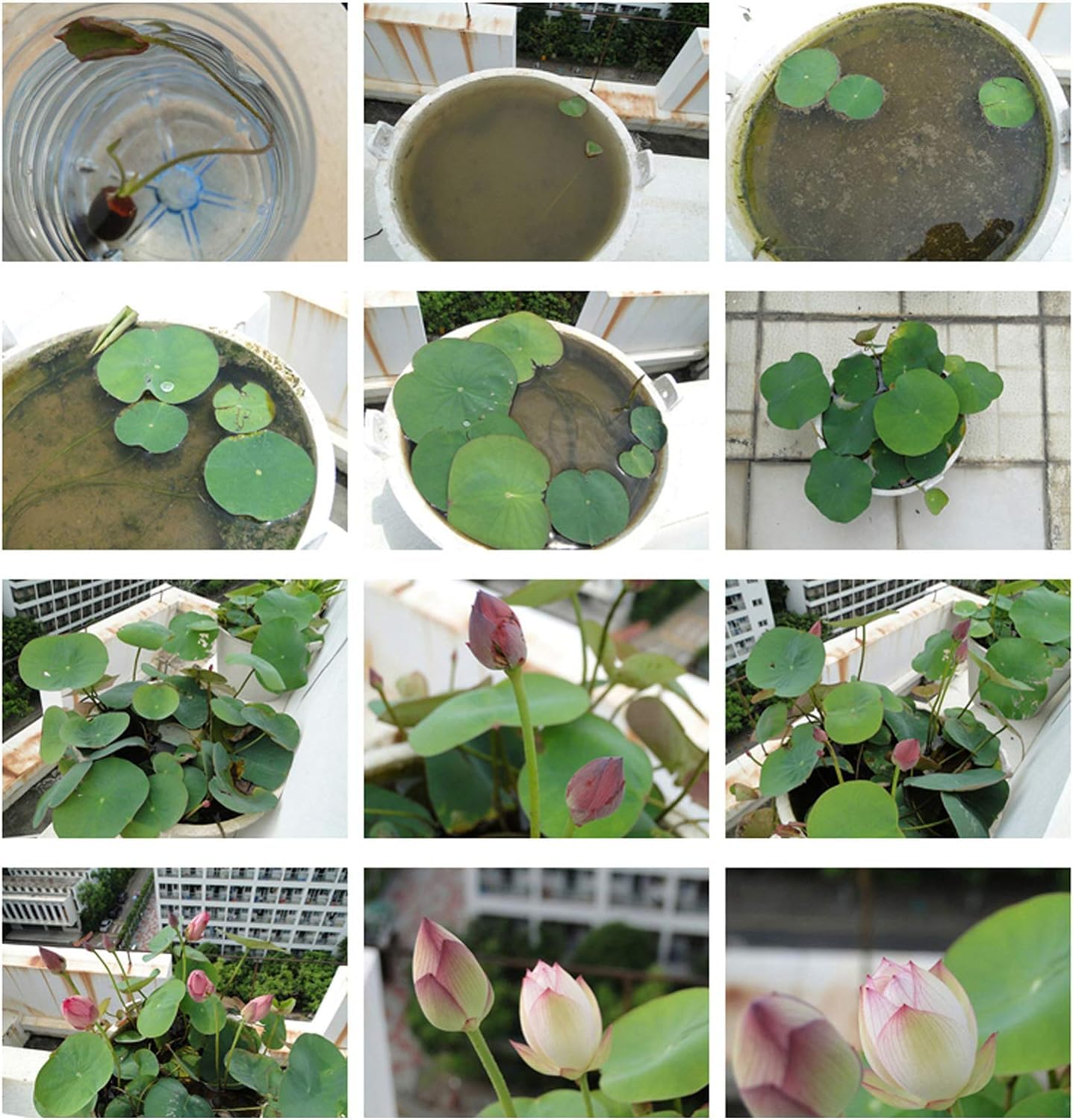 Bowl Lotus Seeds outdoor pond installation with tranquil ambience.