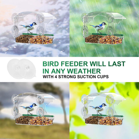 BPYOT birds feeding through the window for quiet, engaging wildlife watching