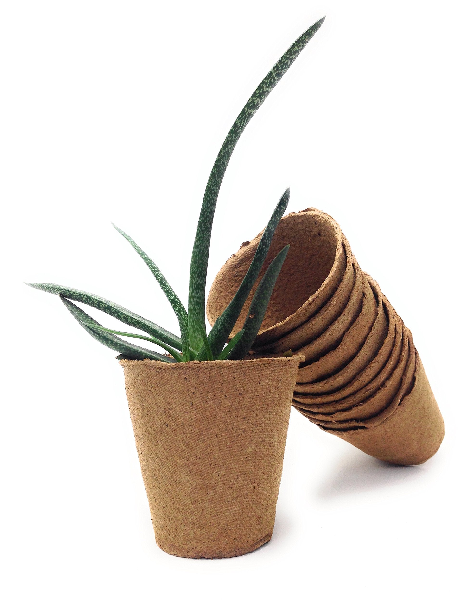 Br BRILLANTE seedling in pot with roots growing through biodegradable material.