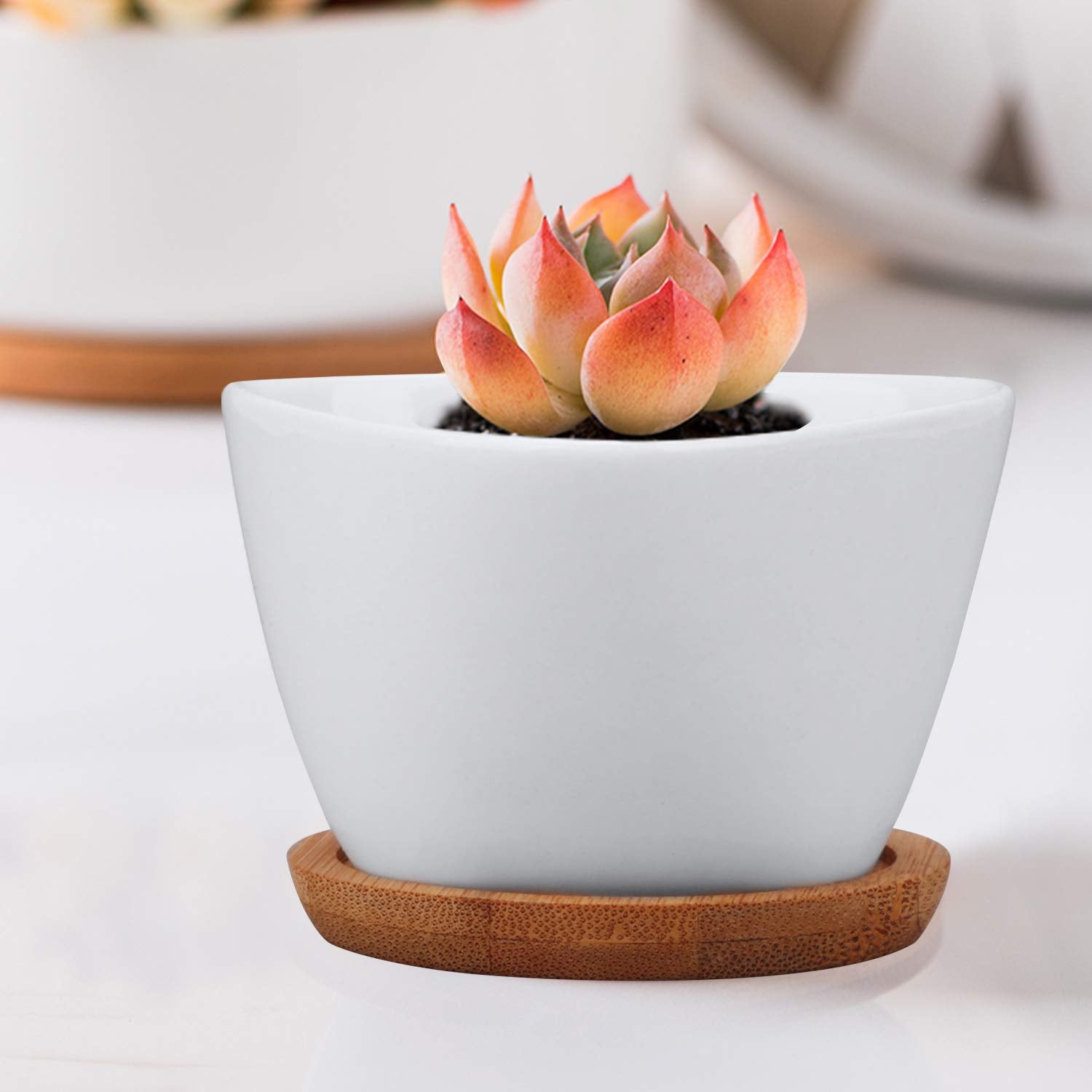 Brajttt home decor pots enhance any shelf, window, or table display.