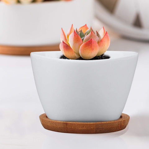 Brajttt home decor pots enhance any shelf, window, or table display.