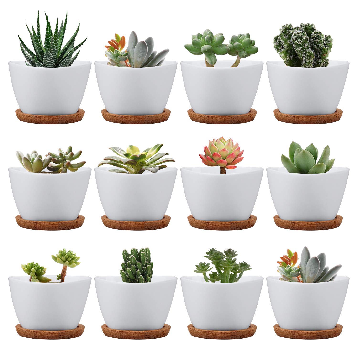 Brajttt succulent pots 12-pack with drainage for organized mini gardens.