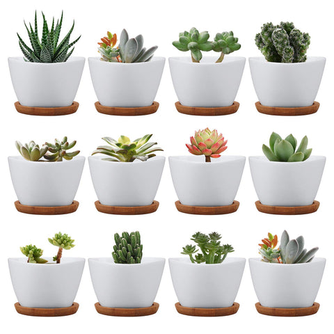 Brajttt succulent pots 12-pack with drainage for organized mini gardens.
