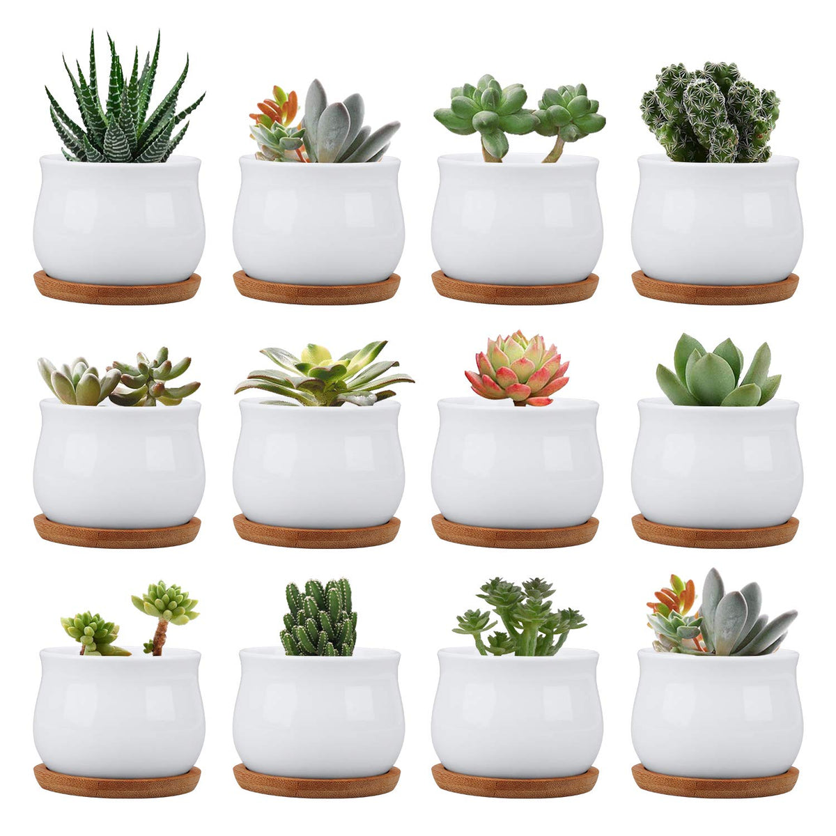 Brajttt succulent pots with bamboo tray, 12-pack for indoor drainage.