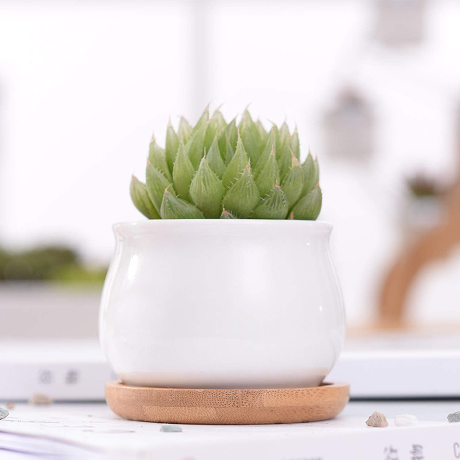 Brajttt succulent pots on a patio for indoor-outdoor display.