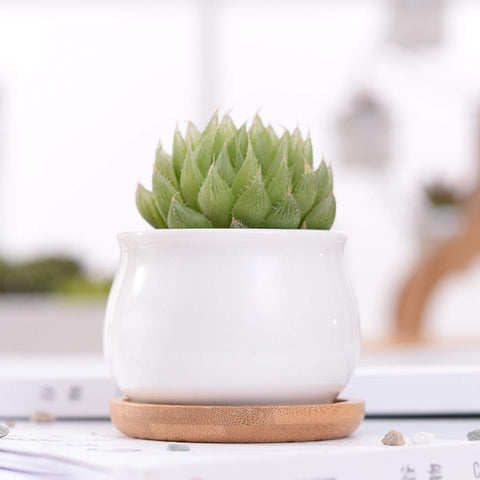Brajttt succulent pots on a patio for indoor-outdoor display.