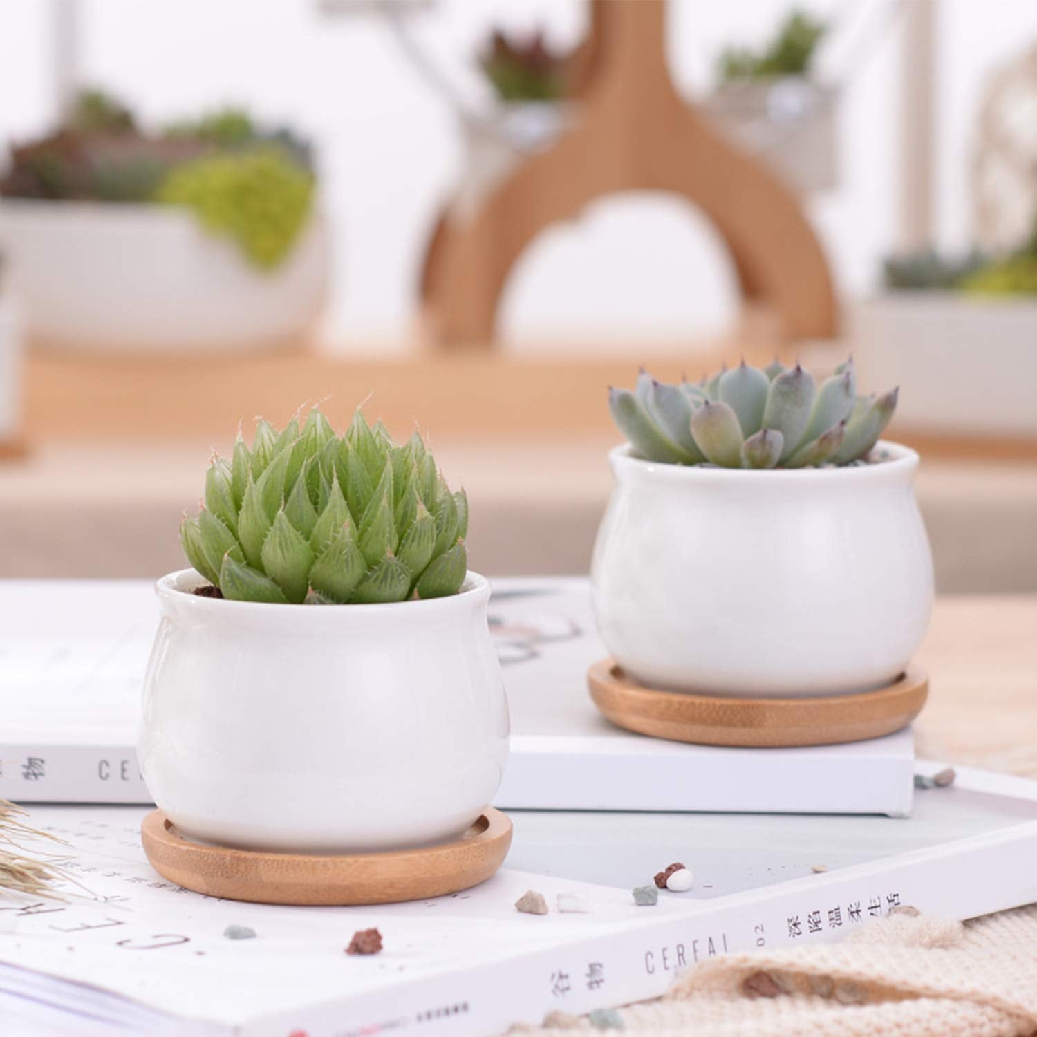 Brajttt 12-pot set for succulents, herbs, mini plants.