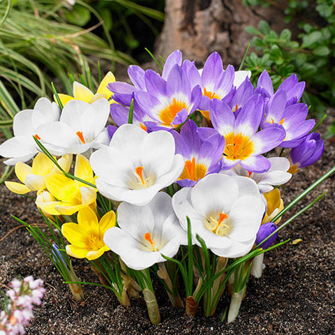 BRECK'S Giant Crocus bulbs ready to naturalize in lawns for cheerful spring color.