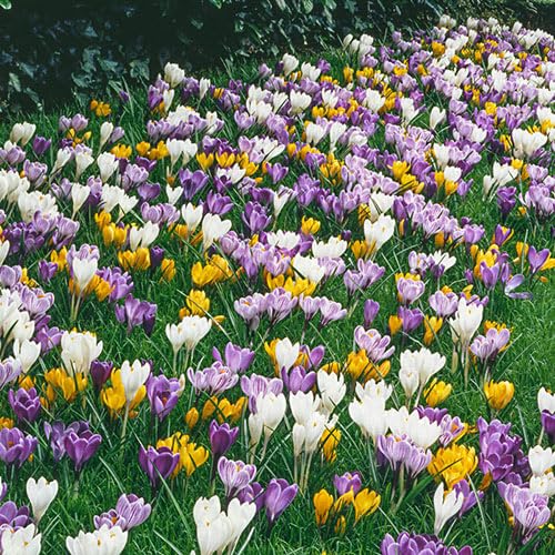 Giant crocus blooms emerging in full sun or partial shade for garden accents.