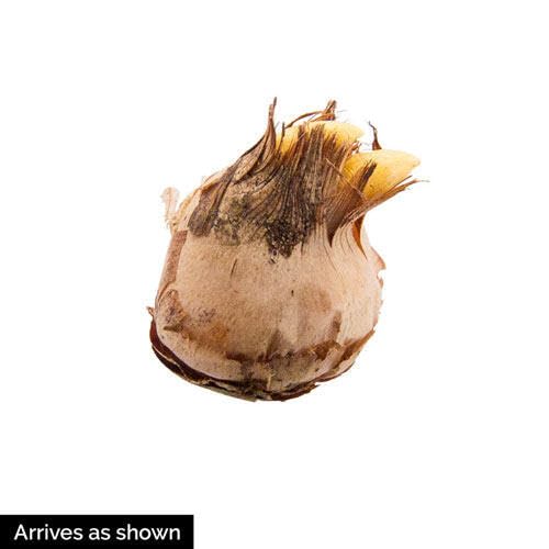 BRECK'S Giant Crocus bulbs arranged for a dramatic lawn or border display.