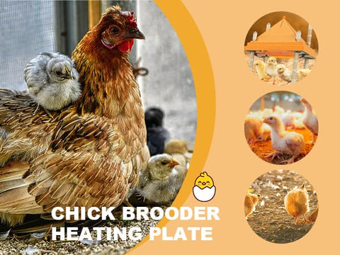 BREDASINX compatible for indoor and outdoor brooders with stable warmth