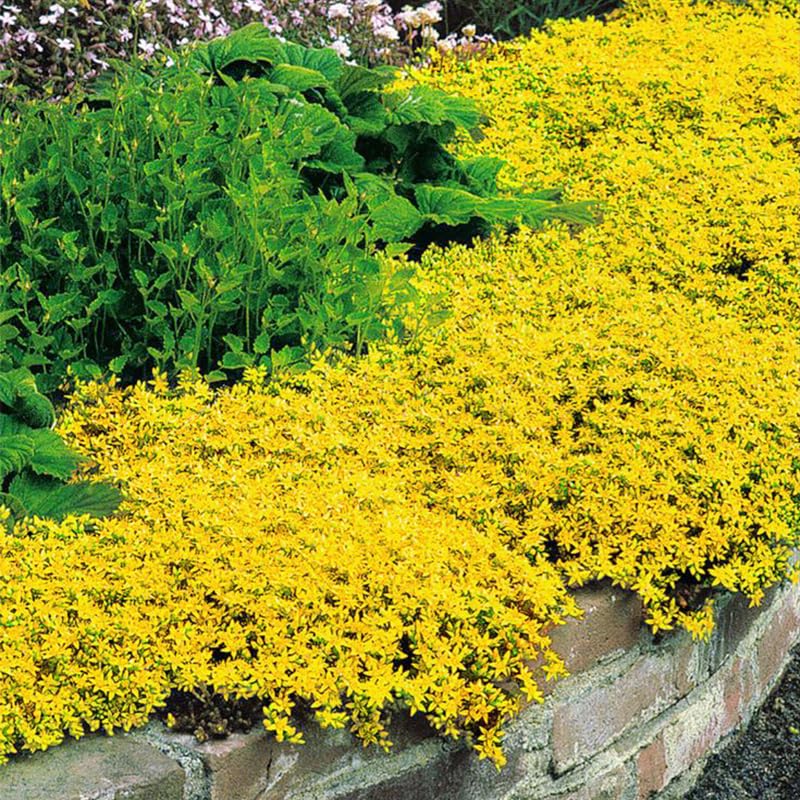 Bright Yellow Creeping Thyme blooms attract bees along garden paths.