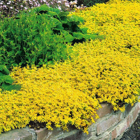 Bright Yellow Creeping Thyme blooms attract bees along garden paths.