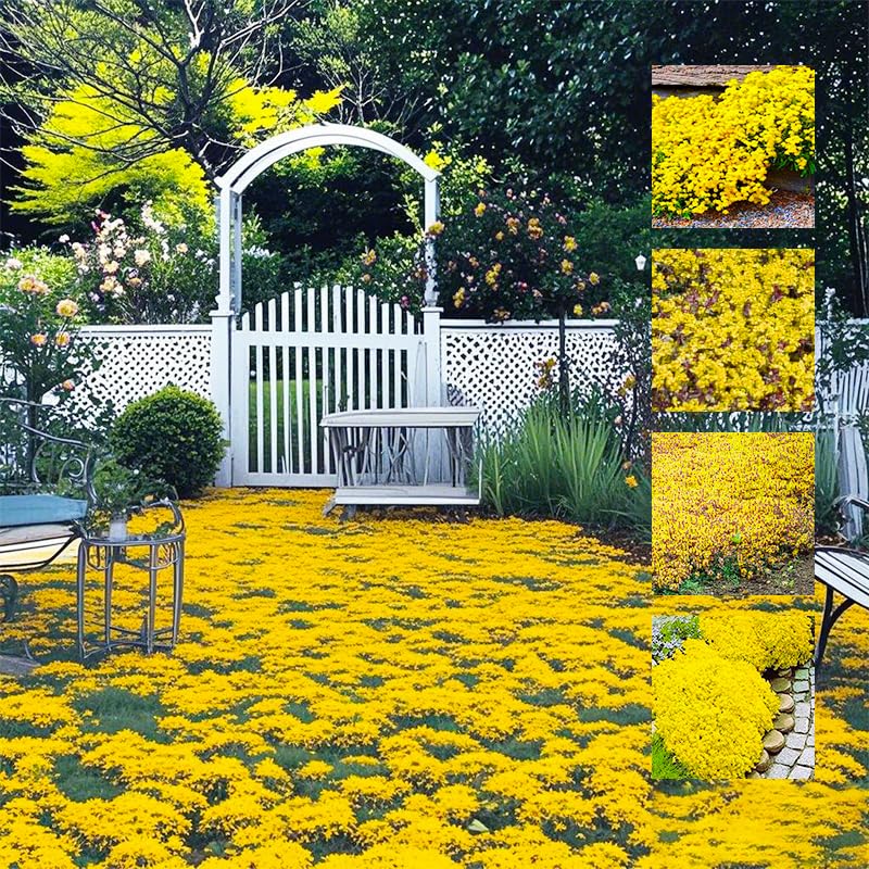 Bright Yellow Creeping Thyme seeds bloom close-up, showcasing vibrant color and low-maintenance ground cover.