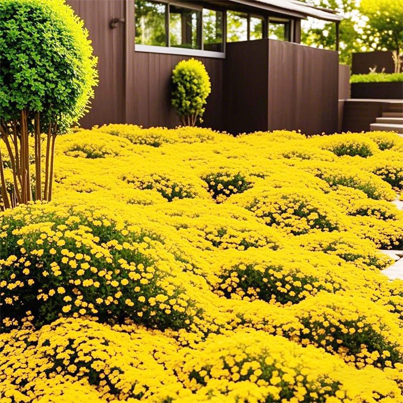 Bright Yellow Creeping Thyme forms a dense carpet ideal for pathways.