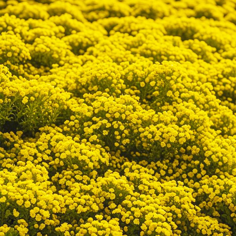 Bright Yellow Creeping Thyme edges stepping stones with drought tolerance.