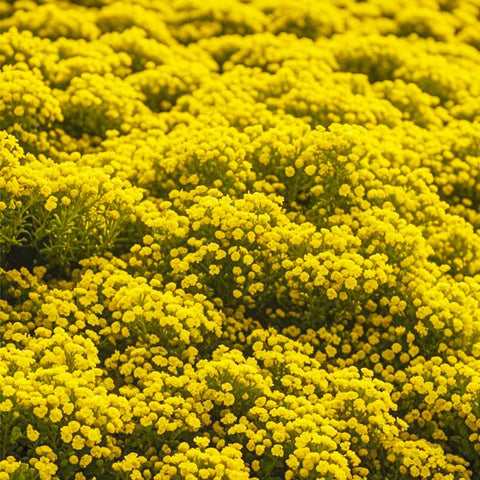 Bright Yellow Creeping Thyme edges stepping stones with drought tolerance.