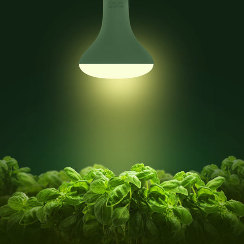 Briignite BR30 full-spectrum light in action over leafy greens.