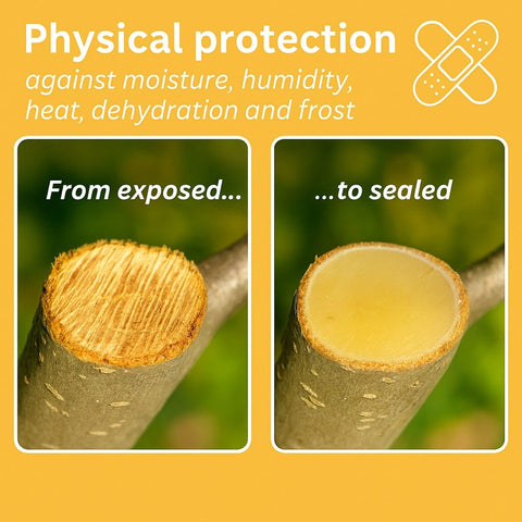 Briliantwerk Bonsai care sealer in use on a bonsai trunk for graft protection